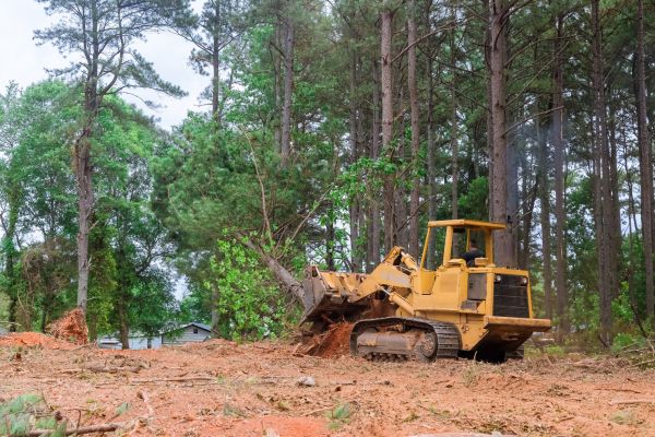 Forestry Clearing in Riverton