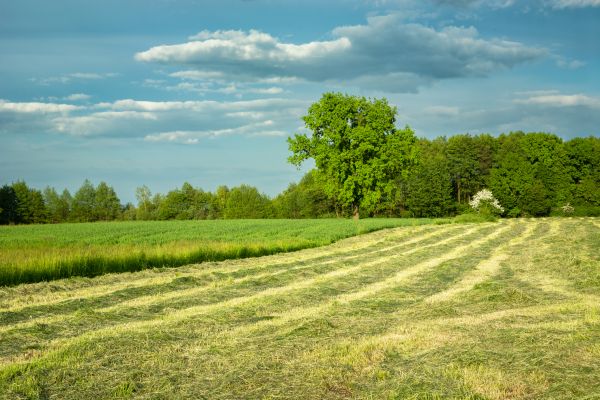 Vegetation Removal in Riverton