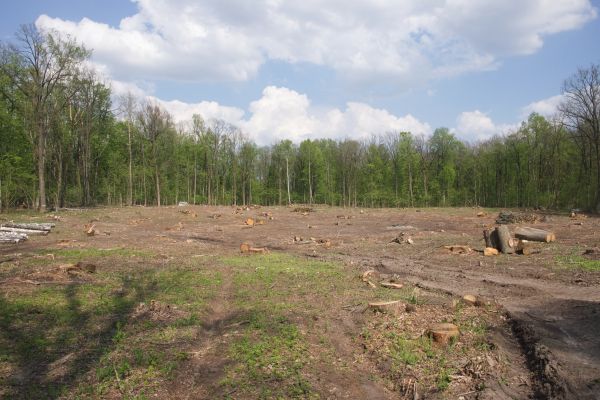 Pasture Clearing in Riverton